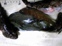 香住西港での投げ釣りとウキ釣りの釣果