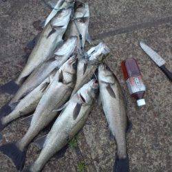 泉大津エビ撒き釣り、午前10時頃からアタリ連発！