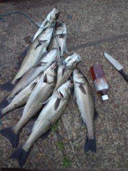 泉大津エビ撒き釣り、午前10時頃からアタリ連発！