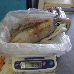 田辺元島 ヤエンでアオリイカ1,695g