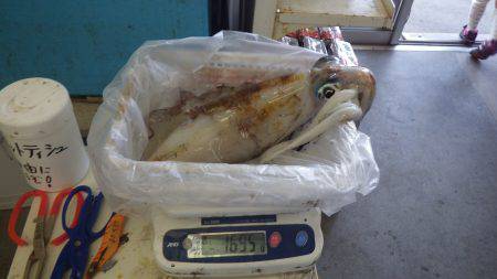田辺元島 ヤエンでアオリイカ1,695g