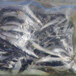 芳養漁港 サビキでイワシ・アジ・サバで50匹