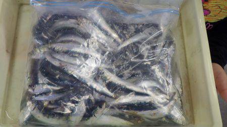 芳養漁港 サビキでイワシ・アジ・サバで50匹