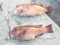 翼港でブッコミ釣り、カンダイがコンスタントに釣れました！