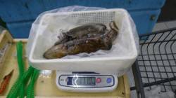 すさみ地磯ヤエンでゲット、今のところボウズ…