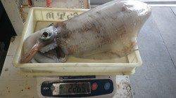 2キロアップ連発！田辺沖磯でのヤエン釣り