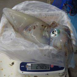 埴田 ヤエンでアオリイカ2.495g