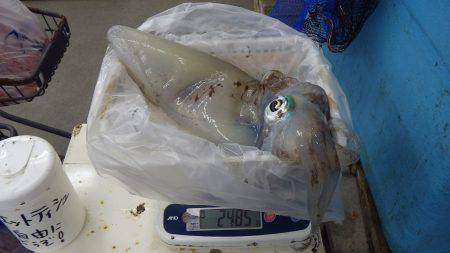 埴田 ヤエンでアオリイカ2.495g