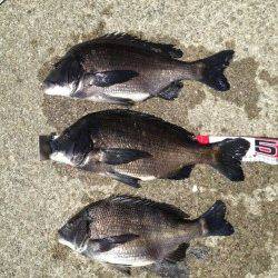 大阪南港 朝の高活性時にフカセでチヌ3尾　親睦会でも優勝☆