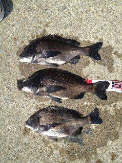 大阪南港 朝の高活性時にフカセでチヌ3尾　親睦会でも優勝☆