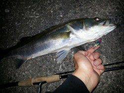 紀ノ川河口でシーバス、２回目のバイトでガツンと来た