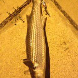 深日　昼間のリベンジで夜中にボラ