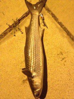 深日　昼間のリベンジで夜中にボラ