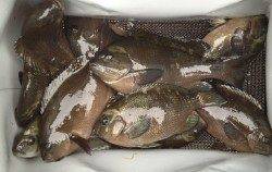 フカセでグレ50匹！最大サイズは30cm弱