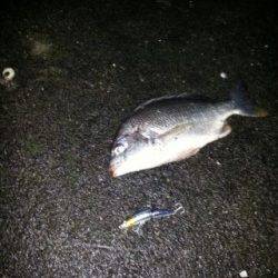 和歌川河口、デッドスローでチヌ一匹