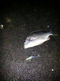 和歌川河口、デッドスローでチヌ一匹