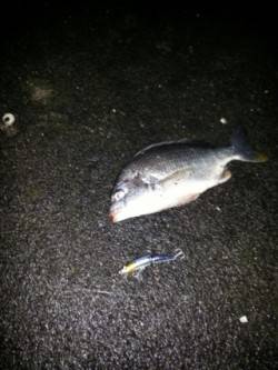 和歌川河口、デッドスローでチヌ一匹