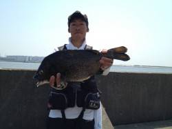 大阪南港 朝の高活性時にフカセでチヌ3尾　…
