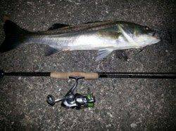 紀ノ川河口でシーバス、２回目のバイトでガツンと来た