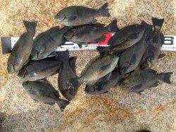 フカセでグレ50匹！最大サイズは30cm弱