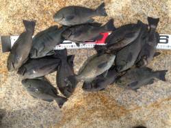 フカセでグレ50匹！最大サイズは30cm弱…