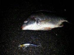 和歌川河口、デッドスローでチヌ一匹