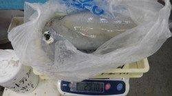 一本松 ヤエンでアオリイカ2,970g