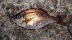 本荘人工島　探り釣りでウミタナゴ＆メバル