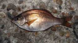 本荘人工島　探り釣りでウミタナゴ＆メバル