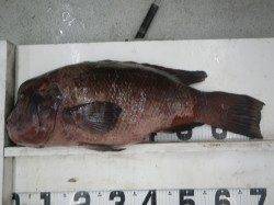 市江　カンダイの8.6kg 74cmの釣果