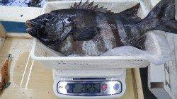 椿地磯で立派なイシダイ！2.6kgありました！