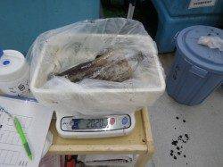 椿地磯でのヤエン、2キロオーバー★