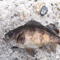 本荘人工島 探り釣りでメバル・ガシラ・アイナメなど7目釣り
