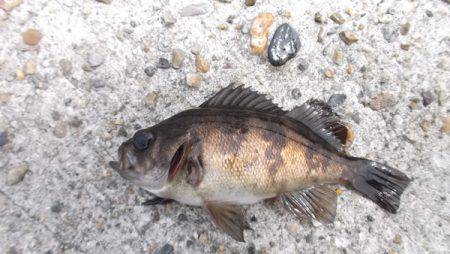 本荘人工島 探り釣りでメバル・ガシラ・アイ…