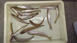 みなべ埴田漁港でキス17匹にアジ40匹★