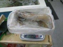 夢の3キロオーバー！椿の地磯にてヤエン釣り