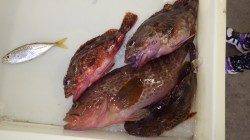 芳養漁港　アジ・ガシラ・イワシなどのキッズ釣果