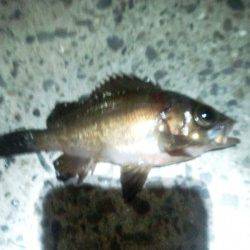 淡輪　メバリングでメバル5匹　アジ調査もアジは姿見えず