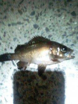 淡輪　メバリングでメバル5匹　アジ調査もアジは姿見えず