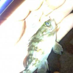 淡輪　仲間4人でメバリング釣行　友人もメバル・ガシラで満足