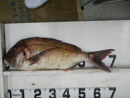 渡船を利用して、大物マダイ！72cm