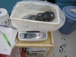 椿地磯でのヤエン、2キロオーバー★