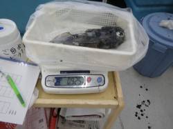 椿地磯でのヤエン、2キロオーバー★