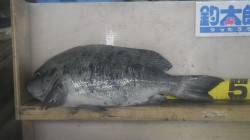 みなべ地磯　フカセでグレ47cm