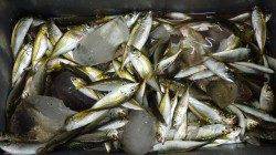 埴田漁港　サビキで豆アジ大漁です！