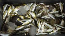 埴田漁港　サビキで豆アジ大漁です！