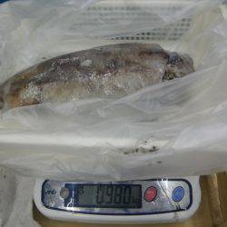 江住地磯 ヤエンでアオリイカの釣果