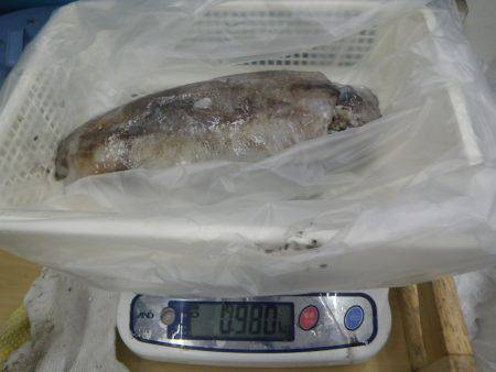 江住地磯 ヤエンでアオリイカの釣果