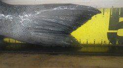 みなべ地磯　フカセでグレ47cm