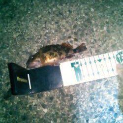 雑賀崎　メバリングでメバル狙いもガシラが2匹☆